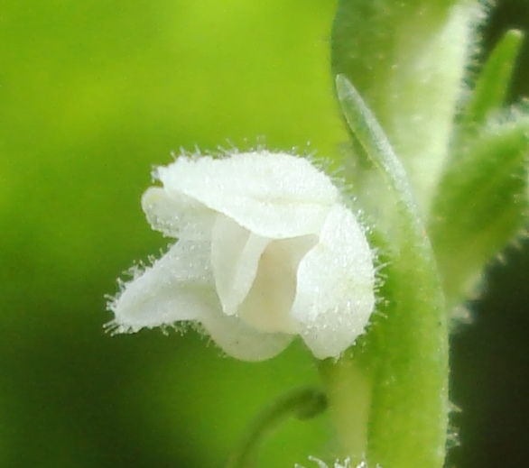 goodyera repens